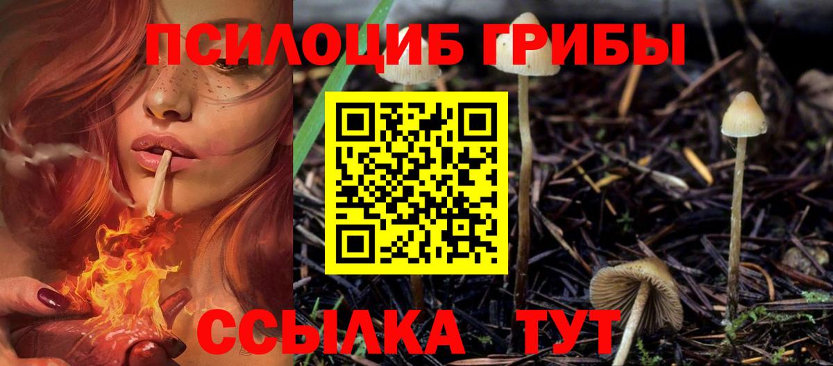 Галлюциногенные грибы Psilocybine cubensis Качканар